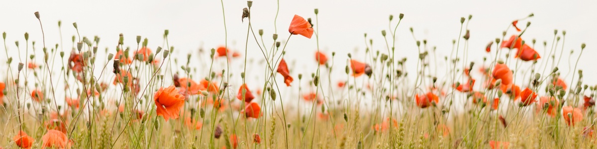 banner záhlaví